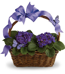 Violets And Butterflies from In Full Bloom in Farmingdale, NY